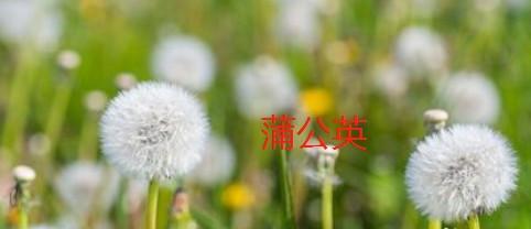 探秘植物种子的传播方式（从风吹雨打到动物助力，植物如何让种子到处去？）