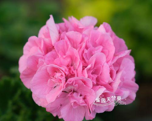 发现天竺葵花海中最美的品种（品鉴天竺葵花海中的美丽佳作）
