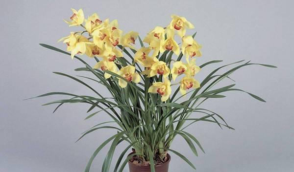 兰花品种全景剖析（探索百花争艳的花海世界）