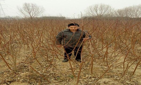 杏树冬季剪枝技巧（如何正确剪枝杏树，提高收成？）