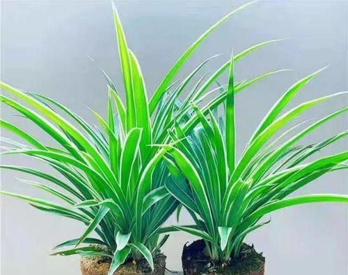 了解这些植物，让家居空气更清新（了解这些植物，让家居空气更清新）