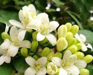 九里香开花时间（揭秘九里香花期及花开之美）