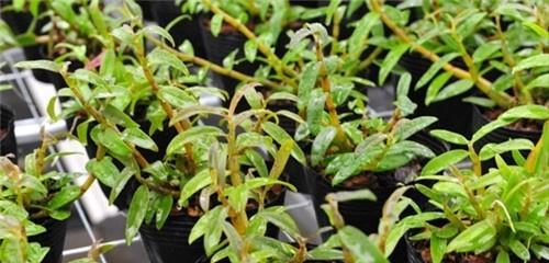 石斛种植技巧（轻松掌握的种植要领）