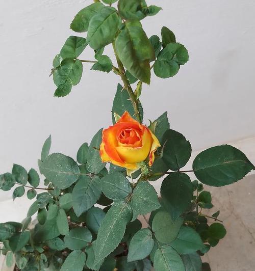 如何正确地养殖刺玫瑰花（让您的花园充满魅力的刺玫瑰花养殖技巧）