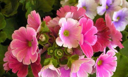 五月花开最旺，这些花开满树枝！（五月花季，赏花必看的花卉盛宴！）