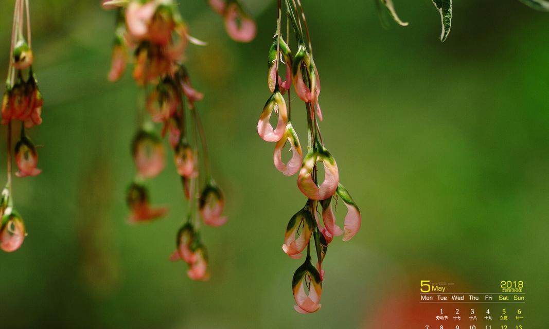 五月花开最旺，这些花开满树枝！（五月花季，赏花必看的花卉盛宴！）