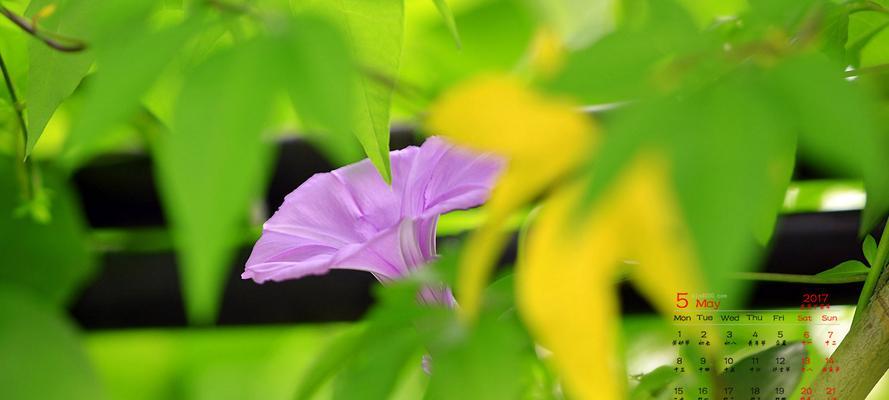 五月花开最旺，这些花开满树枝！（五月花季，赏花必看的花卉盛宴！）