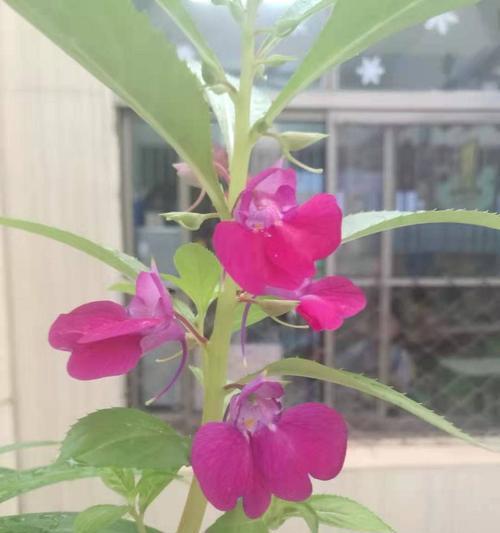 探秘指甲花（一朵小花背后的故事）