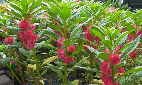 探秘指甲花（一朵小花背后的故事）