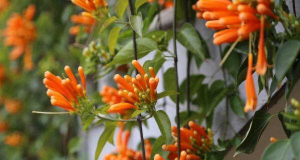 炮仗花的养殖技巧（如何在家中种植出美丽的炮仗花）
