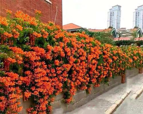 炮仗花的养殖技巧（如何在家中种植出美丽的炮仗花）