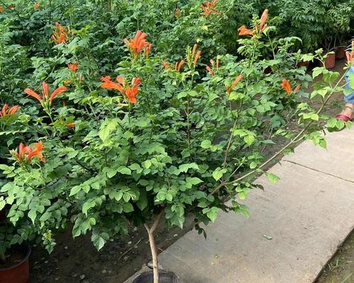 炮仗花的养殖技巧（如何在家中种植出美丽的炮仗花）