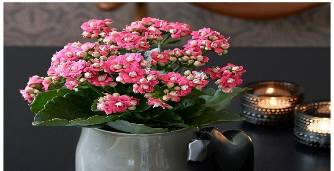 6月适合种什么花？（打造花园的最佳选择）