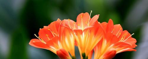 6月适合种什么花？（打造花园的最佳选择）