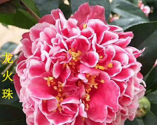 探寻名贵茶花（了解茶花的名字、特点、产地与价格，看看你知道多少）