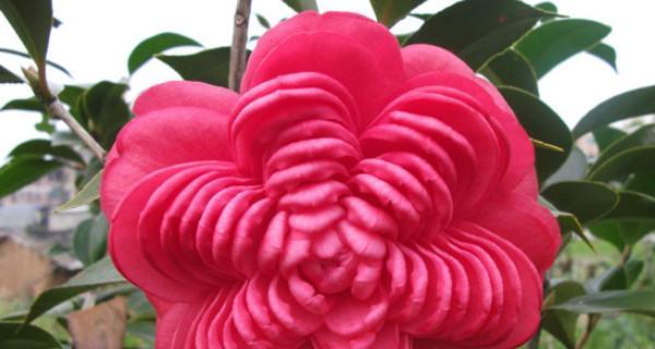 探寻名贵茶花（了解茶花的名字、特点、产地与价格，看看你知道多少）