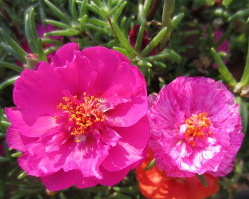 太阳花种植攻略（种植时间、种植方法、肥料选择和防虫防病）