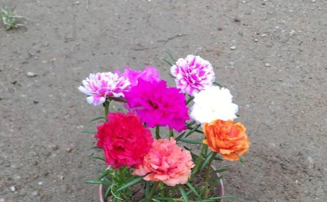 太阳花种植攻略（种植时间、种植方法、肥料选择和防虫防病）