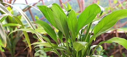 白鹤芋叶子发黄的原因（了解白鹤芋养护，避免叶子发黄）