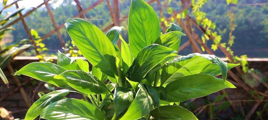 白鹤芋叶子发黄的原因（了解白鹤芋养护，避免叶子发黄）