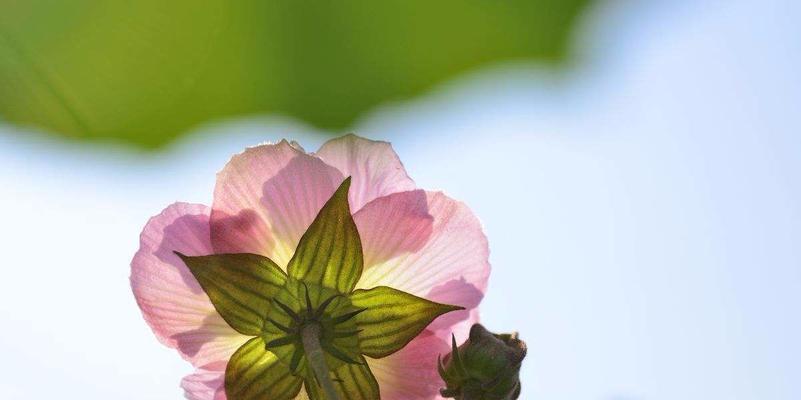 芙蓉花有毒吗？（探究芙蓉花的毒性及安全注意事项。）