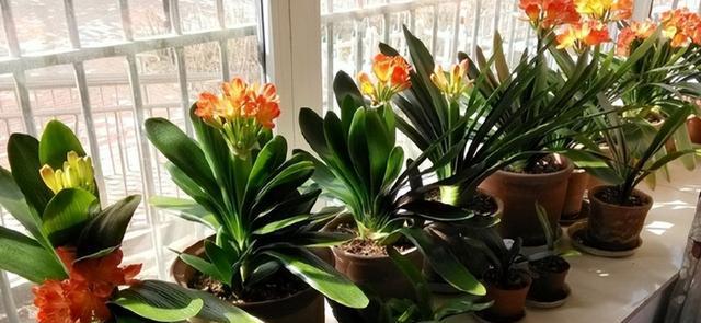 君子兰开花的年限及养护技巧（君子兰开花时间表，不同品种的特点和栽培要点）