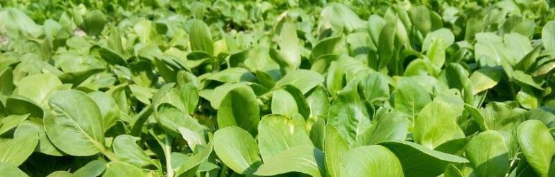 秋冬蔬菜栽种指南（适合秋冬季节的8种蔬菜，快来试试吧！）