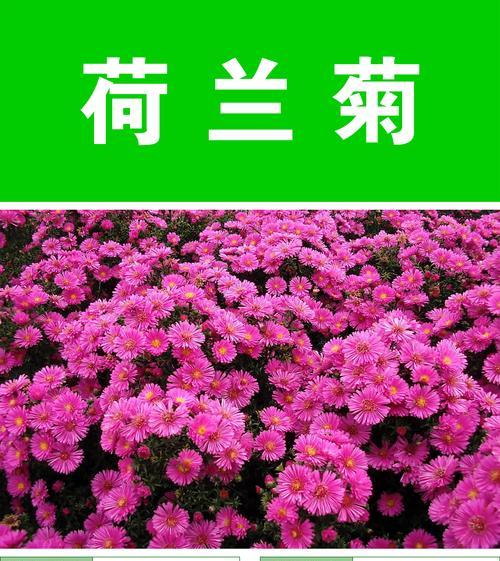 荷兰菊开花季节与特点（四季常青，开花秀美，荷兰菊的全年花期分析）