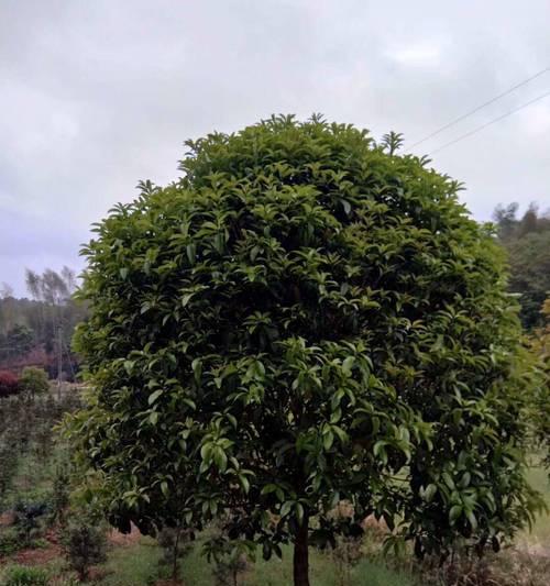 解析桂花规格大小（从花朵大小到用途，全面了解桂花的规格分类）