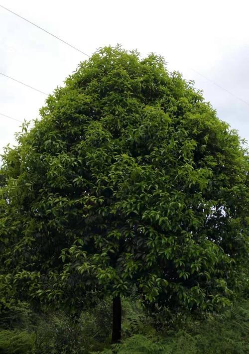 解析桂花规格大小（从花朵大小到用途，全面了解桂花的规格分类）