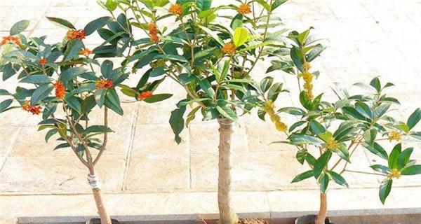 解析桂花规格大小（从花朵大小到用途，全面了解桂花的规格分类）