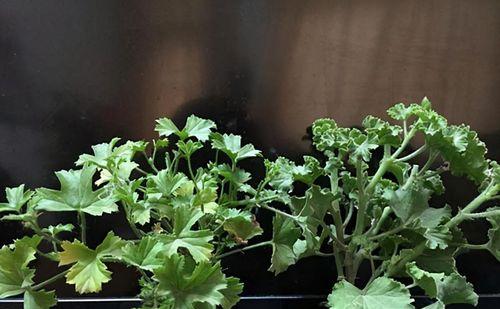 夏天如何给天竺葵浇水施肥（养护技巧大全，让你的天竺葵健康成长）