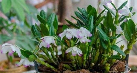 盆栽石斛冬季养护指南（室内温度调节和光照管理）