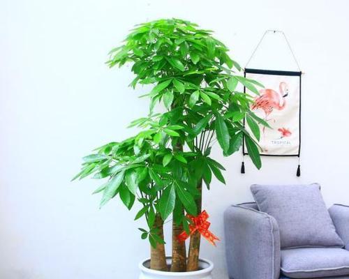 如何养好发财树？（从选择到日常护理，全方位指南教你让发财树长得更健康）
