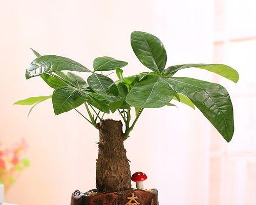 如何养好发财树？（从选择到日常护理，全方位指南教你让发财树长得更健康）