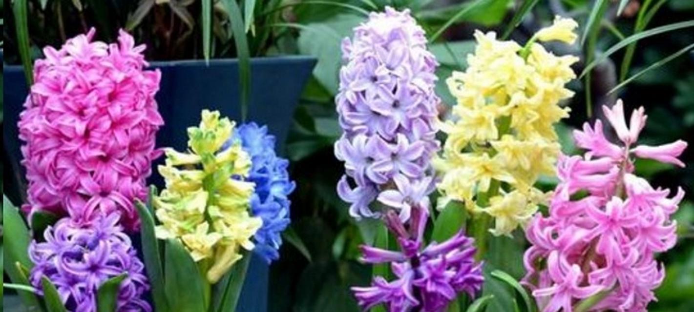 风信子的养护方法（打造鲜花盛放的花园）