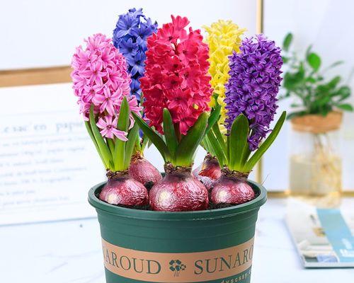 风信子的养护方法（打造鲜花盛放的花园）