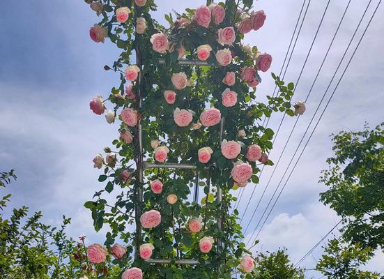 爬墙好帮手——爬藤蔷薇种植全攻略（如何让爬藤蔷薇成为您家墙壁的“最佳装饰品”？）