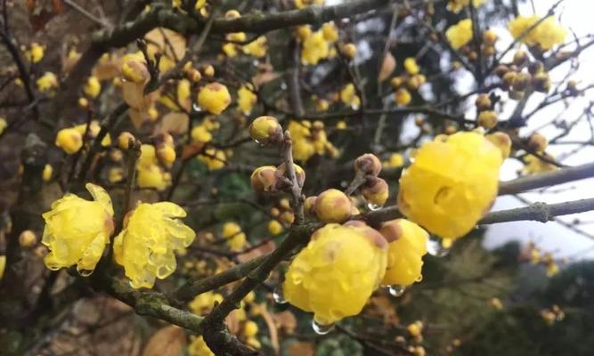 腊梅花期长短，你知道吗？（探究腊梅开花的周期与生长环境）