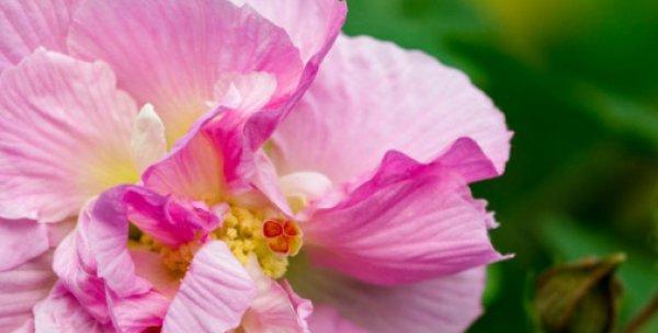 芙蓉花的生长环境（探秘芙蓉花能否在水中生长）