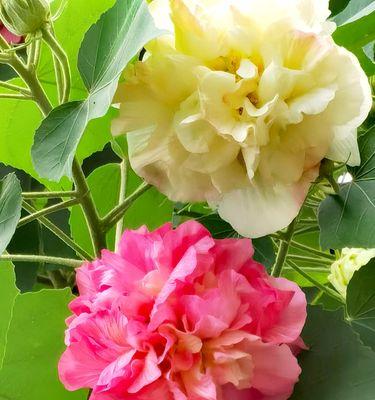 芙蓉花的生长环境（探秘芙蓉花能否在水中生长）