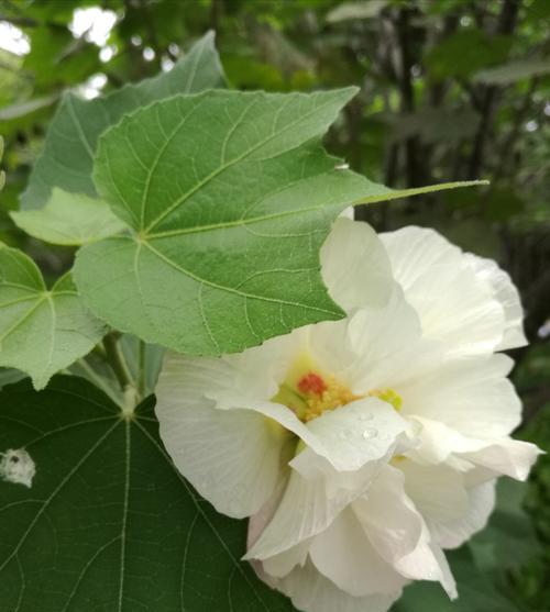 芙蓉花的生长环境（探秘芙蓉花能否在水中生长）