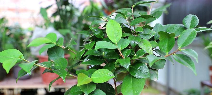 四季山茶花养护指南（打造芬芳花海，秘诀就在这里）