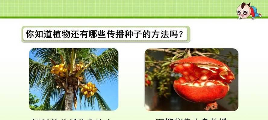 植物传播的多种方法（从根茎到种子，你需要知道的植物繁殖方式）