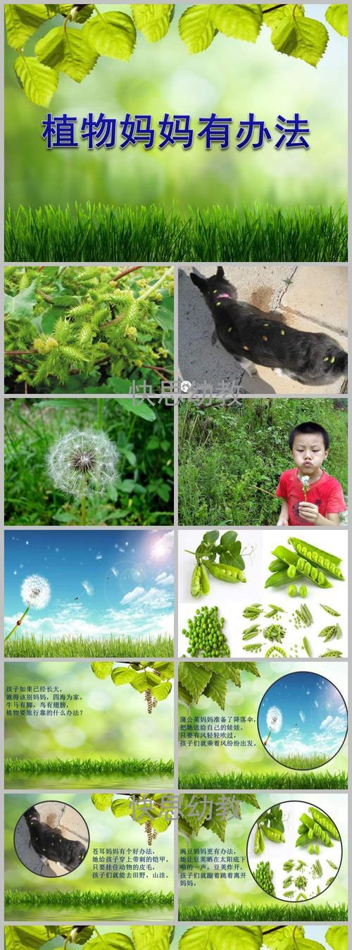 植物传播的多种方法（从根茎到种子，你需要知道的植物繁殖方式）