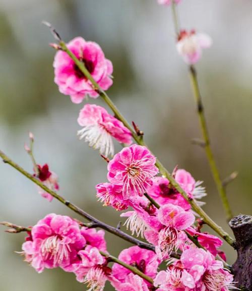 花中四君子解析（从松、竹、梅、菊四种花探究四君子的含义）