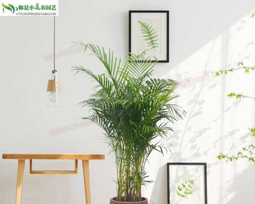 室内盆栽植物（植物净化空气的科学原理，让空气更健康）