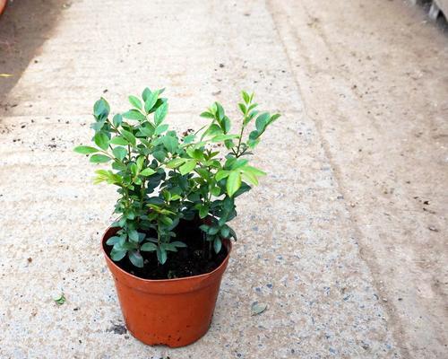 室内盆栽植物（植物净化空气的科学原理，让空气更健康）