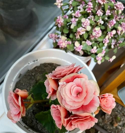 如何催花丽格海棠（掌握关键技巧，让丽格海棠妆点花园）