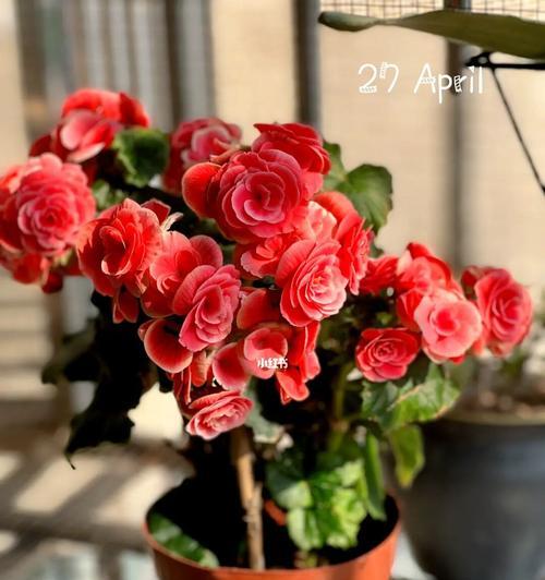 如何催花丽格海棠（掌握关键技巧，让丽格海棠妆点花园）